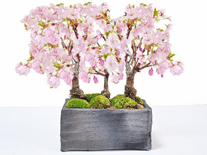 桜並木の盆栽