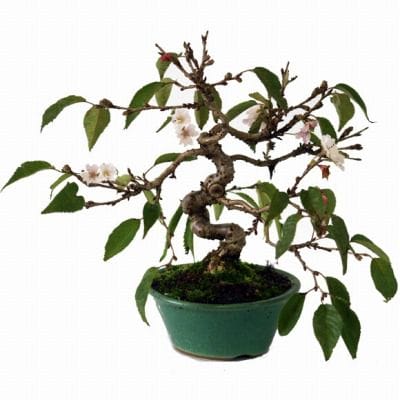 十月桜の盆栽を販売｜ギフトを贈るなら盆栽妙 – 盆栽妙 本店