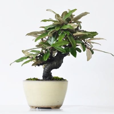 寒グミ 1点もの No.235の盆栽を販売｜講座は盆栽妙 – 盆栽妙 本店