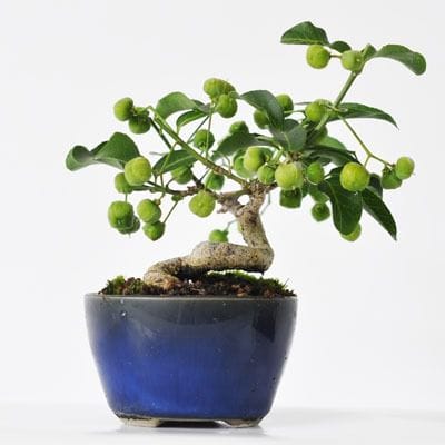 まゆみ 1点もの No.240の盆栽を販売｜講座は盆栽妙 – 盆栽妙 本店
