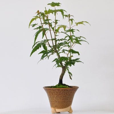 山もみじの盆栽を販売｜講座は盆栽妙 – 盆栽妙 本店
