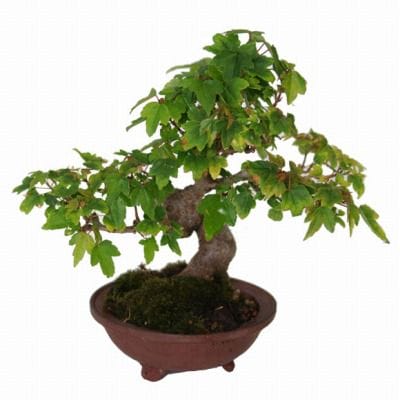 楓 1点もの No.36の盆栽を販売｜ギフトを贈るなら盆栽妙 – 盆栽妙 本店