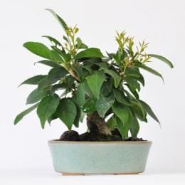 ウメモドキ 1点もの No.250の盆栽を販売｜講座は盆栽妙 – 盆栽妙 本店