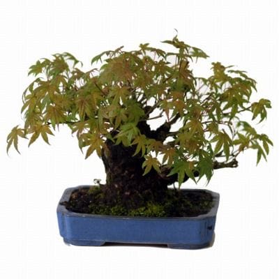 山もみじ 1点もの No.37の盆栽を販売｜ギフトを贈るなら盆栽妙 – 盆栽
