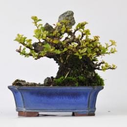 長寿梅 石付け 1点もの No.256の盆栽を販売｜講座は盆栽妙 – 盆栽妙 本店