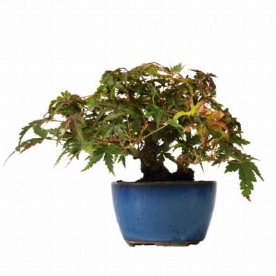山もみじ 1点もの No.38の盆栽を販売｜ギフトを贈るなら盆栽妙 – 盆栽