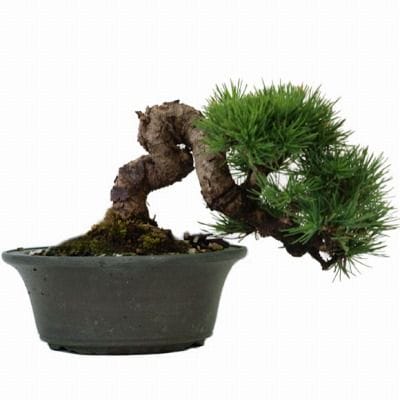 【大品　赤松盆栽】売約済　　　　⭕9/9到着指定、専用❗ 楽天市場】盆栽 特選：赤松（アカマツ）*現品あかまつ Akamatsu