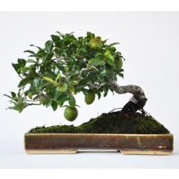 トキワ柿 1点もの No.285の盆栽を販売｜講座は盆栽妙 – 盆栽妙 本店