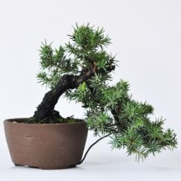 杜松 1点もの No.291の盆栽を販売｜講座は盆栽妙 – 盆栽妙 本店