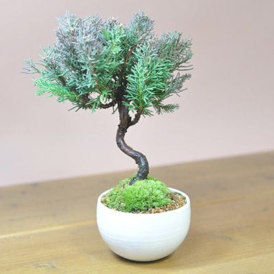 田中みな実アナも大好きな盆栽 真柏の盆栽を販売｜入門は盆栽妙 – 盆栽