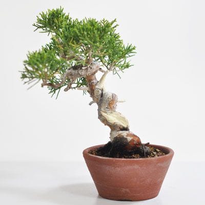 真柏 1点もの No.310の盆栽を販売｜入門は盆栽妙 – 盆栽妙 本店