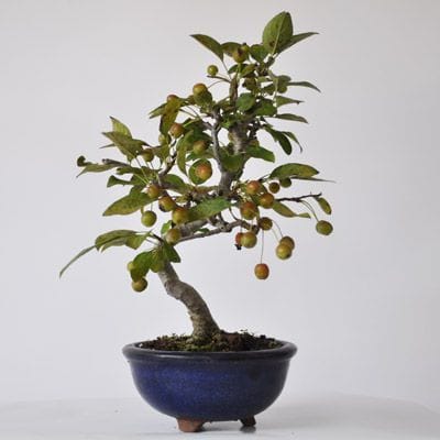 深山カイドウ 1点もの No.317の盆栽を販売｜通信教育の盆栽妙