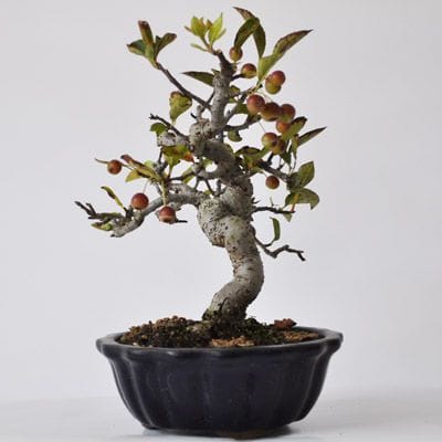 深山カイドウ 1点もの No.318の盆栽を販売｜通信教育の盆栽妙 – 盆栽妙