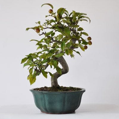 深山海棠 1点もの No.320の盆栽を販売｜通信教育の盆栽妙 – 盆栽妙 本店