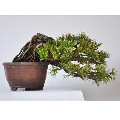 五葉松盆栽❷ 高松盆栽 五葉松 「威風堂々」を販売 ｜盆栽妙 – 盆栽妙 本店