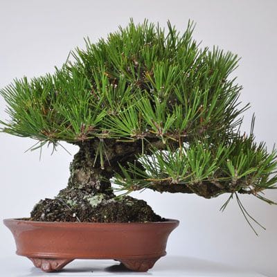 黒松 盆栽 _ Japanese Black Pine 黒松 #盆栽 #大品盆栽 #松柏盆栽 #黒松