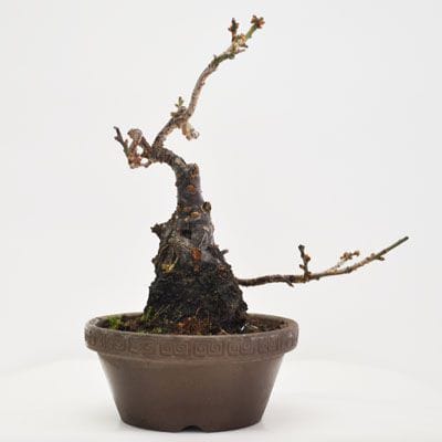 梅(一重) 1点もの No.358の盆栽を販売｜通信教育の盆栽妙 – 盆栽妙 本店