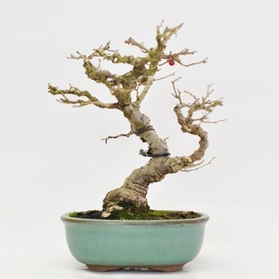 梅もどき 1点もの No.362の盆栽を販売｜通信教育の盆栽妙 – 盆栽妙 本店