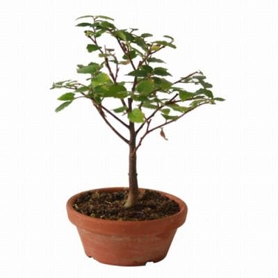 エノキ の盆栽を販売｜父の日プレゼントの盆栽妙 – 盆栽妙 本店