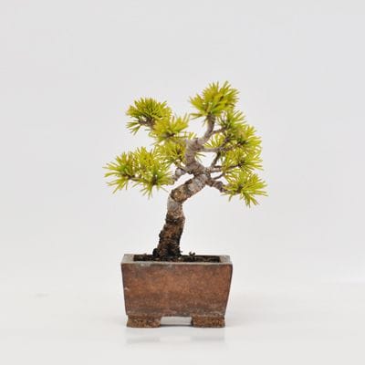 五葉松 1点もの No.368の盆栽を販売｜通信教育の盆栽妙 – 盆栽妙 本店