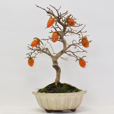 老爺柿　四季成り 老爺柿 5年生｜盆栽妙 – 盆栽妙 本店