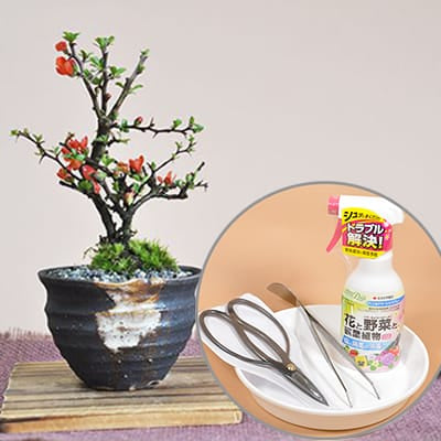 かわいいミニ長寿梅の盆栽とはじめての道具セット