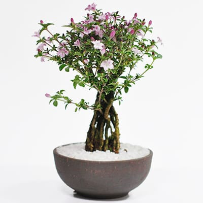根上り 香丁木 (紅鳥花)