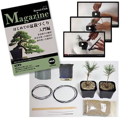 盆栽を作るキット 入門編 黒松