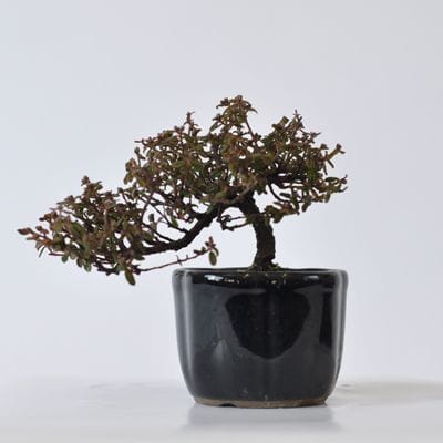 天皇梅の盆栽を販売｜通信講座は盆栽妙 – 盆栽妙 本店