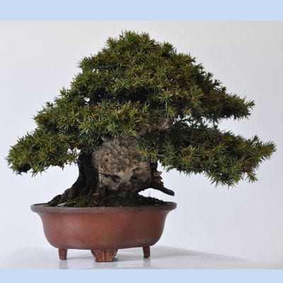 杜松 1点もの No.406の盆栽を販売｜通信講座は盆栽妙 – 盆栽妙 本店