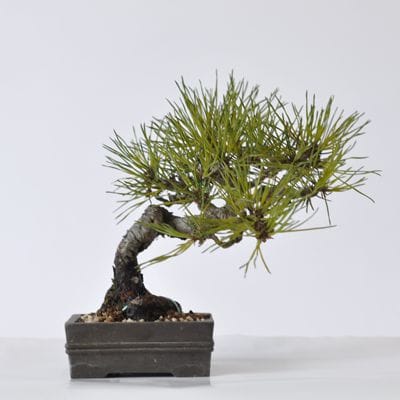 赤松盆栽❗️フォロワー様130人記念❗️年末セール個性的❗️荒れ肌❗️16日まで！黒松 赤松 1点もの No.416の盆栽を販売｜通信講座は盆栽妙 – 盆栽妙 本店