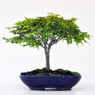 清姫紅葉！ 清姫もみじ モミジ 盆栽 bonsai 送料無料 : 盆栽ショップ