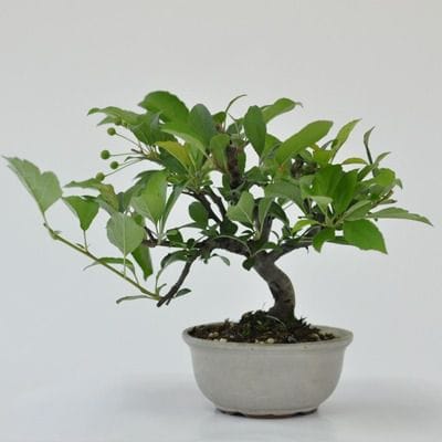 深山かいどうの盆栽を販売｜通信講座は盆栽妙 – 盆栽妙 本店