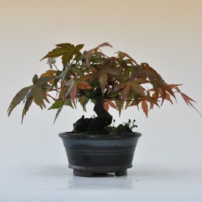 出猩々もみじ 1点もの No.447の盆栽を販売｜通信講座は盆栽妙 – 盆栽妙