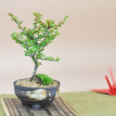紅紫檀(べにしたん) 小さくてかわいい実のなる盆栽