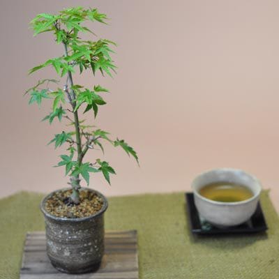 清姫もみじ 湯呑み鉢の盆栽を販売｜入門は盆栽妙 – 盆栽妙 本店