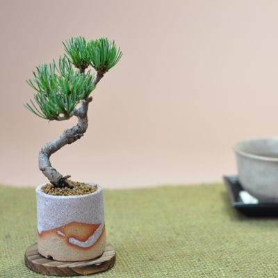 ミニミニ五葉松 白砂丸鉢の盆栽を販売｜入門は盆栽妙 – 盆栽妙 本店