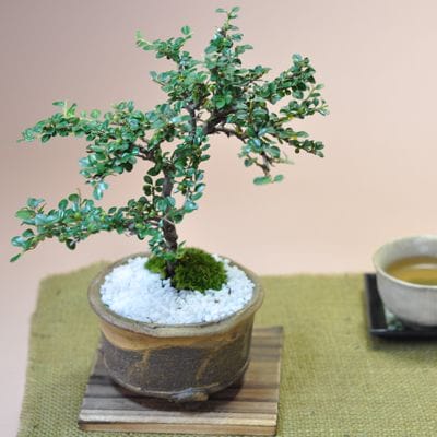 紅紫檀(ベニシタン) 信楽丸鉢の盆栽を販売｜入門は盆栽妙 – 盆栽