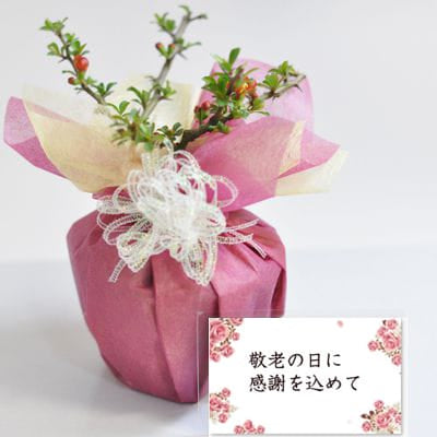 喜ばれるミニ長寿梅の盆栽  【ギフト】【敬老の日】