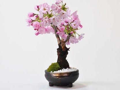 桜　手造り信楽鉢