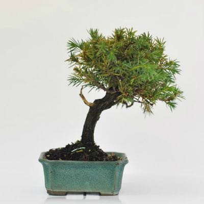 杜松 1点もの No.600の盆栽を販売｜はじめる盆栽妙 – 盆栽妙 本店