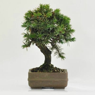 杜松 1点もの No.603の盆栽を販売｜はじめる盆栽妙 – 盆栽妙 本店