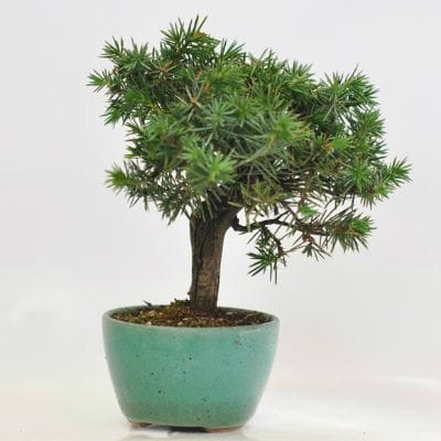 杜松 1点もの No.607の盆栽を販売｜はじめる盆栽妙 – 盆栽妙 本店