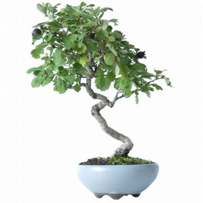白さんざし 1点もの No.6の盆栽を販売｜ギフトを贈るなら盆栽妙