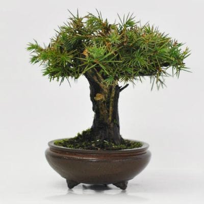 杜松 1点もの No.624の盆栽を販売｜はじめる盆栽妙 – 盆栽妙 本店