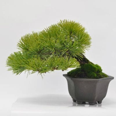 五葉松　盆栽 五葉松 1点もの No.626の盆栽を販売｜はじめる盆栽妙 – 盆栽妙 本店