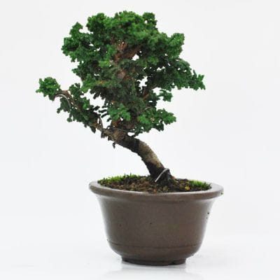 石化檜の盆栽を販売｜はじめる盆栽妙 – 盆栽妙 本店