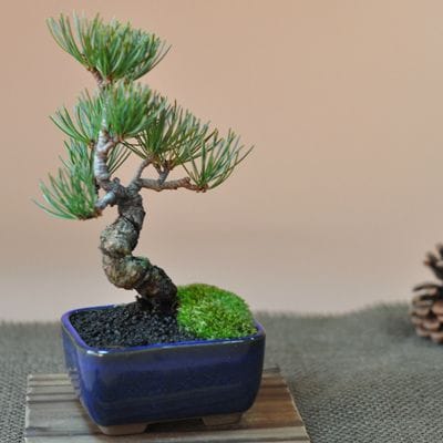 松盆栽 大きめ 青い鉢 お手頃価格な格安お試し盆栽 五葉松 青鉢の盆栽を販売｜入門は