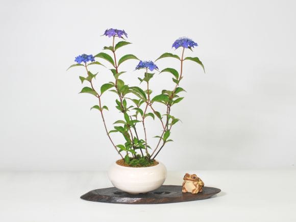 アジサイ　藍姫　白丸和鉢