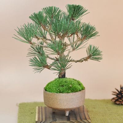327 盆栽　インテリア　松　寿 寿松の盆栽を販売｜入門は盆栽妙 – 盆栽妙 本店